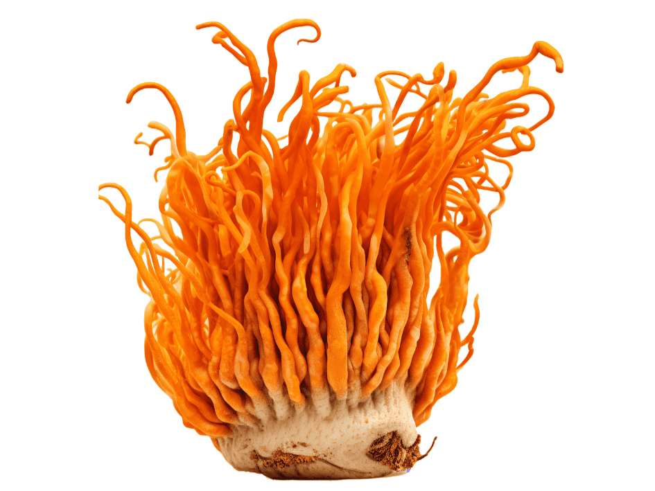 Reishi and Cordyceps Powder Mix - Myco O2 - Mushrooms For Life